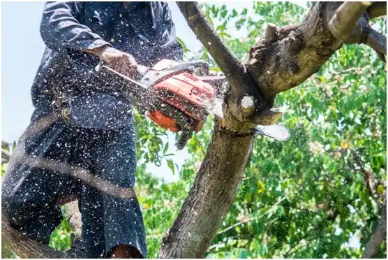 tree services West Lake Hills